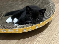 -宠物星动物医院·眼科·异宠·猫科(江南大道总院)