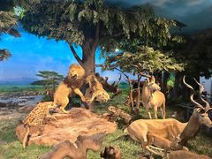 -国家自然博物馆