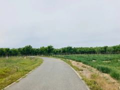-西青郊野公园