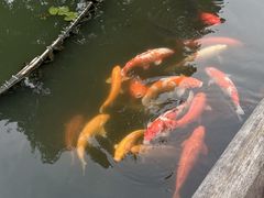 -西湖游船