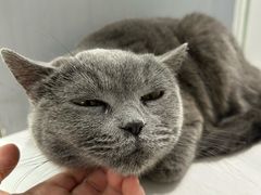 -喵的天空名猫咖啡馆·撸猫·猫舍·用品