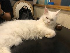 -猫小院猫主题咖啡厅(北锣店)