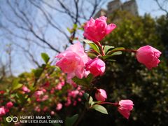 -新虹桥中心花园