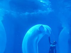 -海合安成都极地海洋公园