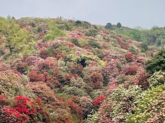 -贵州百里杜鹃风景名胜区