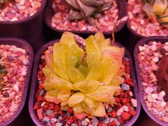 -花鸟鱼虫鲜花绿植市场(玉泉路店)