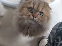 -猫亿天猫咖