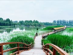 -白洋淀景区
