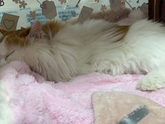 -美联众合动物医院·24h转诊中心