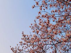 -杭州植物园