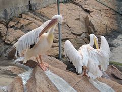 -西霞口神雕山野生动物世界