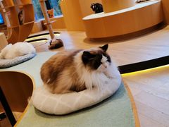 -CAT’S MEWSTAR CAFE·喵星球猫屋(晴湾咖啡店)