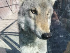 -新疆天山野生动物园