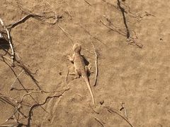 -恩格贝生态旅游区