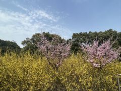 -上海滨江森林公园