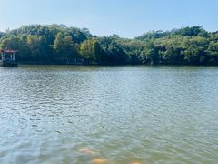 -深圳仙湖植物园