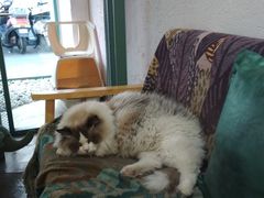 -喵屿·大理花园猫咖