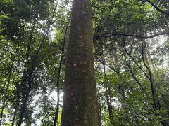 -中国大熊猫保护研究中心雅安碧峰峡基地