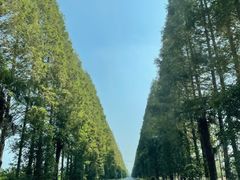 -黄海国家森林公园