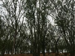 android_upload_pic-陈行公园