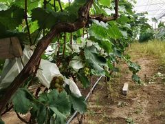 -马陆小张葡萄园农家乐