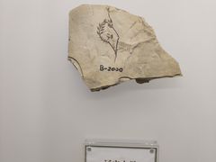 -辽宁古生物博物馆