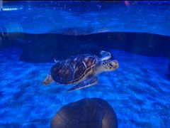 -海合安成都极地海洋公园