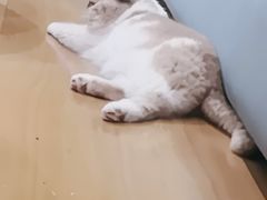 -滚猫咖啡·猫咖·猫友好撸猫(未来城店)