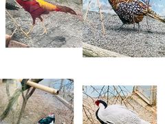-青藏高原野生动物园