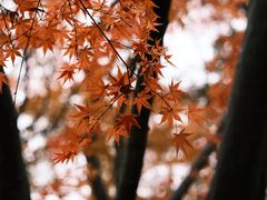 -秋霞圃