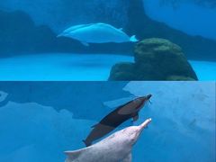 -珠海长隆海洋王国