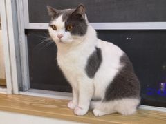 -Heymao猫咖.咖啡厅(东门店)