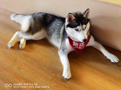 -Husky Go! 哈士奇体验馆·宠物咖啡厅狗咖