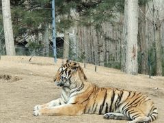 -北京野生动物园