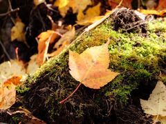 -叠溪松坪沟景区