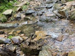 -素山寺森林公园