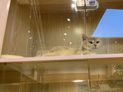 -屋虎猫馆(宝安大仟里店)