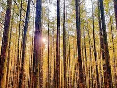 -山王坪喀斯特国家生态公园
