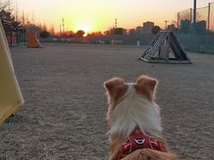 -FAELING PETS美天灵宠物(合生汇店)