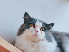 鳌拜-Catmate·猫肥家润(金润铂宫店)
