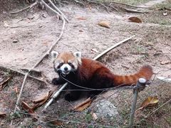 -深圳野生动物园