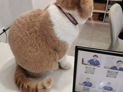 -伟伟宠物医院·CT影像中心·瑞派犬猫综合性门诊(汉口总院)