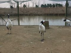 -盐城丹顶鹤湿地生态旅游区