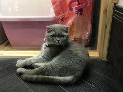 -猫色咖啡·猫咖