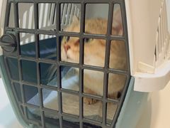 -御宝贝·A梦猫科宠物医院(国际猫友好医院)