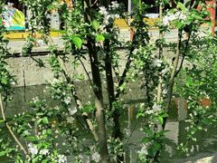 -海棠花溪(元大都城垣遗址公园)