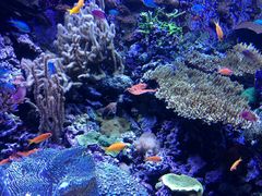 android_upload_pic-西雅图水族馆