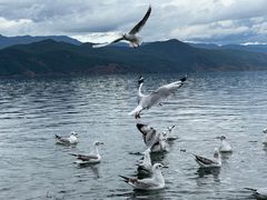 -丽江泸沽湖景区