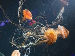 -成都浩海立方海洋公园