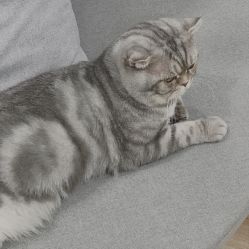 点击看大图 -AC TATTOO 纹身